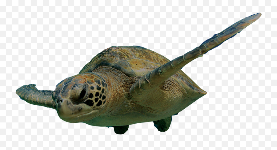 Loggerhead Marinelife Center - Clipart Turtle Swimming Png,Turtle Transparent Background