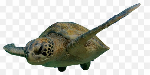 Loggerhead Marinelife Center - Clipart Turtle Swimming Png