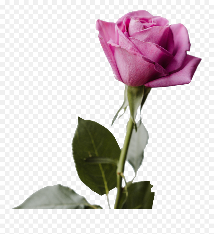 Flowers Archives - Free Transparent Png Images Icons And Good Morning Shayari Image Odia,Pink Rose Transparent Background