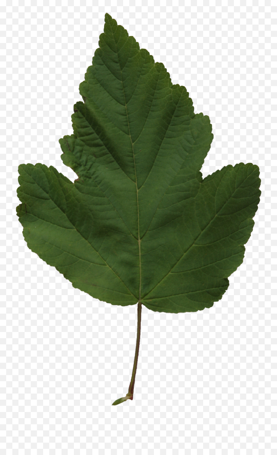 Poplar Leaf Texture Free Cut Out People Trees And Leaves - Cottonwood Png,Mint Leaves Png