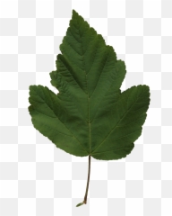 Poplar Leaf Texture Free Cut Out People Trees And Leaves - Cottonwood Png,Mint Leaves Png