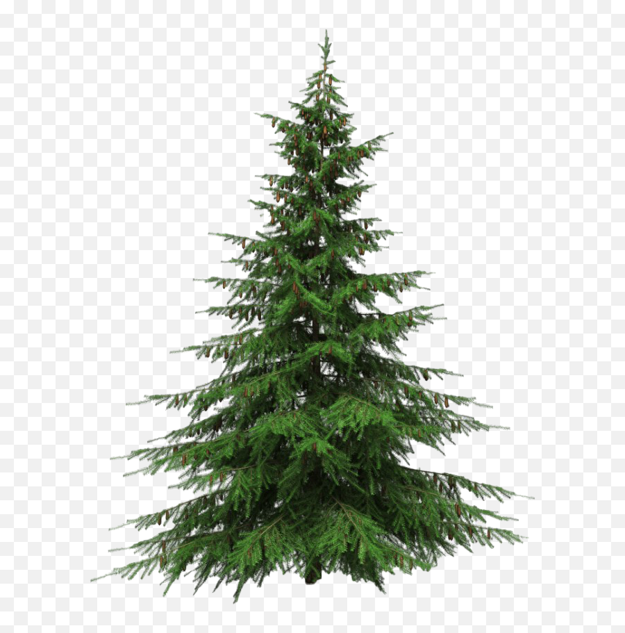 Artificial Christmas Tree Png Transparent Picture Mart - Christmas Tree Undecorated Png,Christmas Tree Png