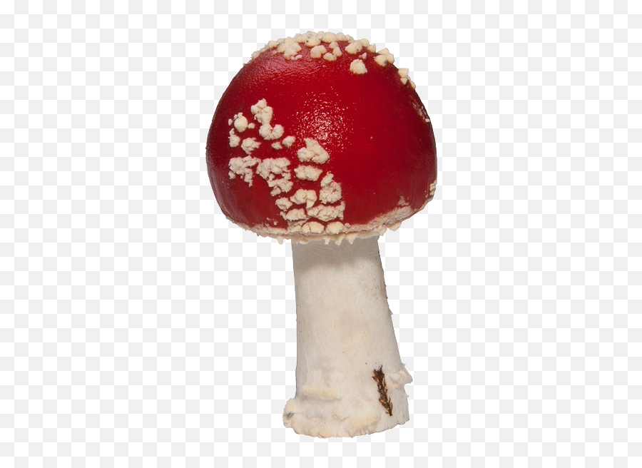 Amanita Muscaria Png Pic Mart Mushroom Transparent