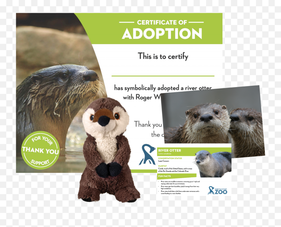 Adopt A River Otter Roger Williams Park Zoo - Adopt A River Otter Png,Otter Png