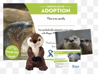 Adopt A River Otter Roger Williams Park Zoo - Adopt A River Otter Png,Otter Png