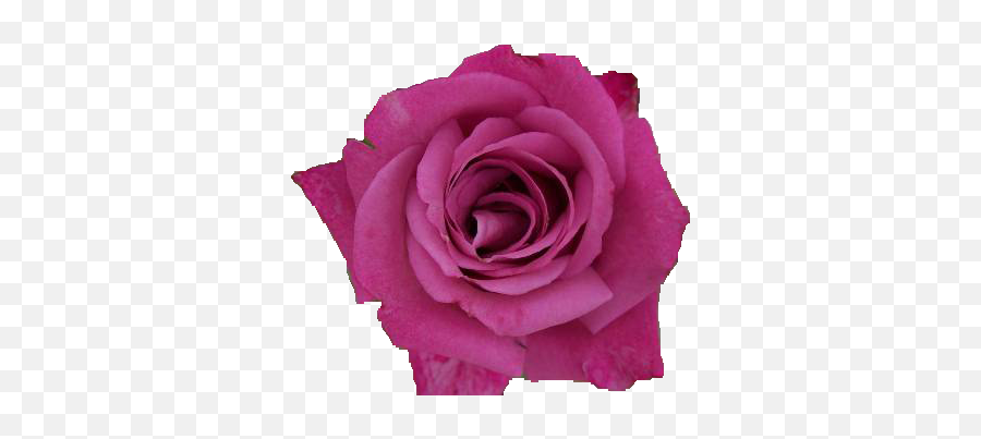 Pink Rose Transparent Images Png Arts - Garden Roses,Pink Rose Transparent