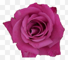 Pink Rose Transparent Images Png Arts - Garden Roses