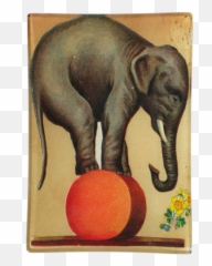 John Derian Decoupage Circus Elephant - Vintage Circus Elephant Png,Circus Elephant Png