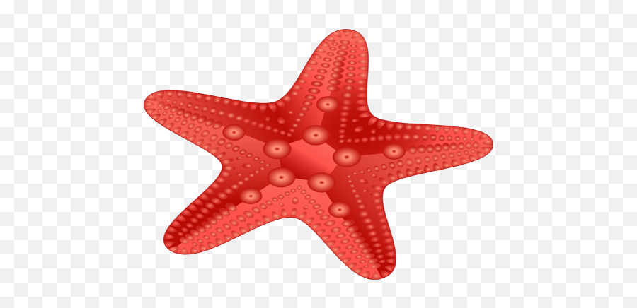 Download Hd Red Starfish Png - Starfish Transparent Png Starfish,Starfish Transparent