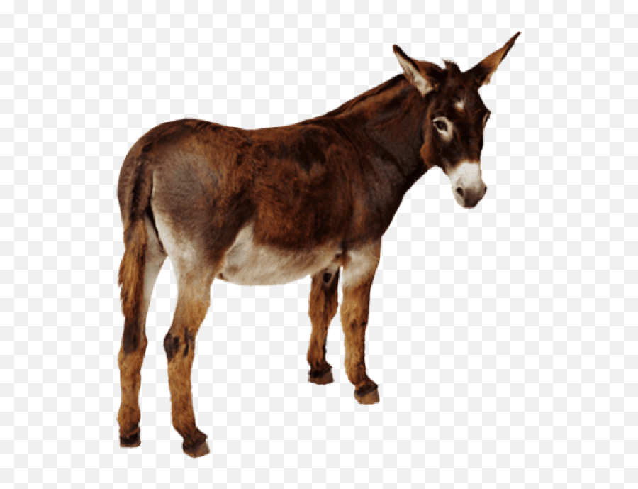 Donkey Png10 - Photo 1554 Free Transparent Png Images On Donkey Png,Free Transparent Images