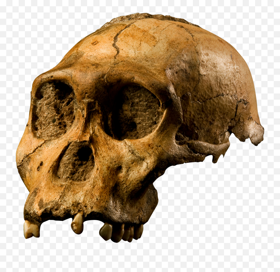 Fileaustralopithecus Sediba - Transparent Backgroundpng Australopithecus Sediba,Bone Transparent Background
