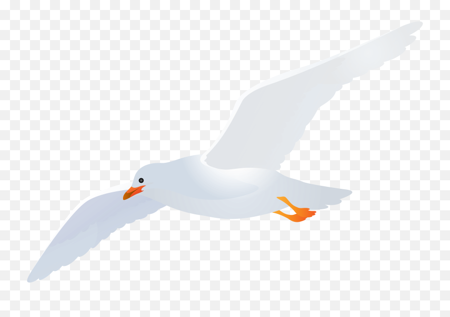 Download Seagull Transparent Png Image - Transparent Background Seagull Clip Art,Seagull Png