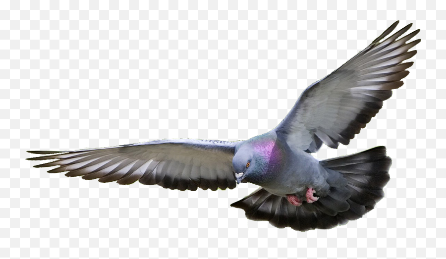 Pigeon Png Transparent Images - Pigeon Png,Pigeons Png