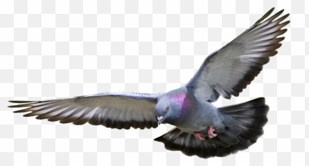 Pigeon Png Transparent Images