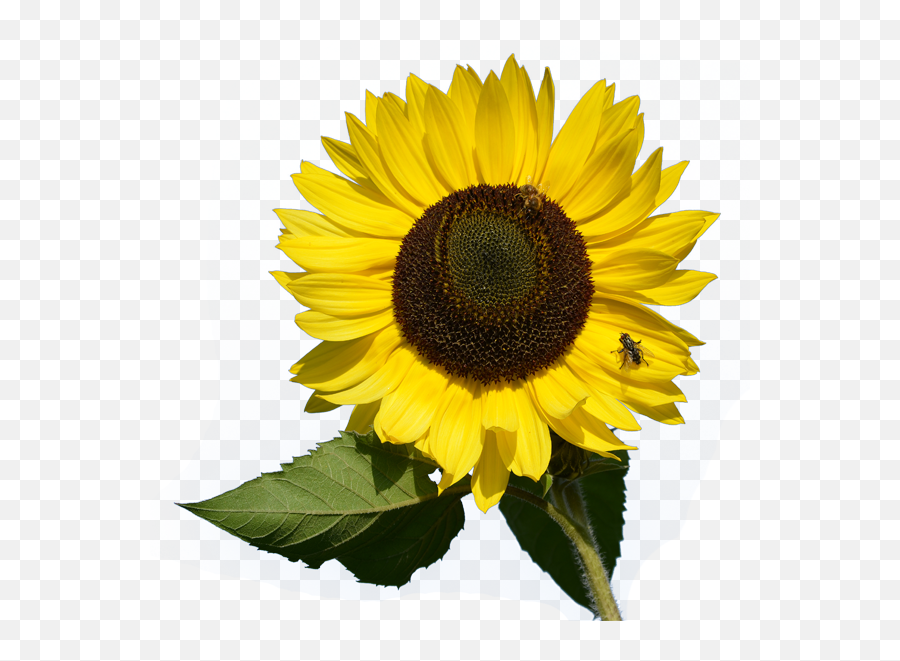 Download Sunflower Png Image For Free - Sunflower Card Png,Sunflowers Transparent