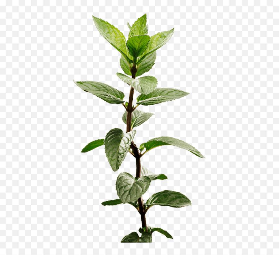 Peppermint Plant Image - Peppermint Stem Png,Mint Transparent
