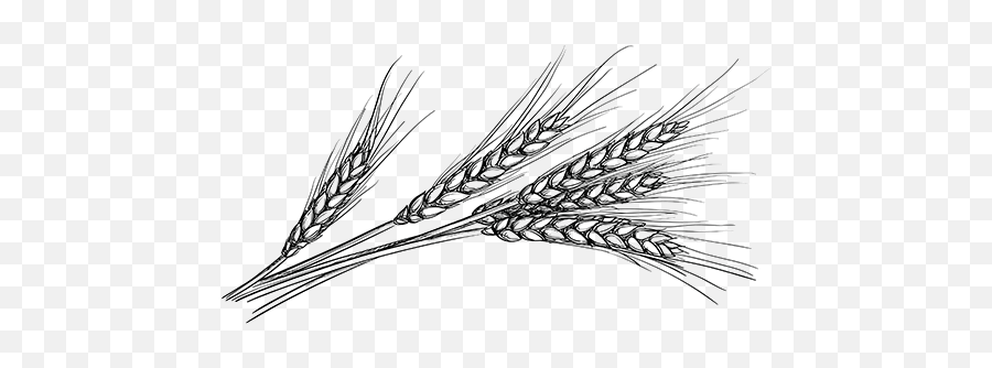 Png Collection Of Free Wheat - Wheat Black And White,Wheat Transparent