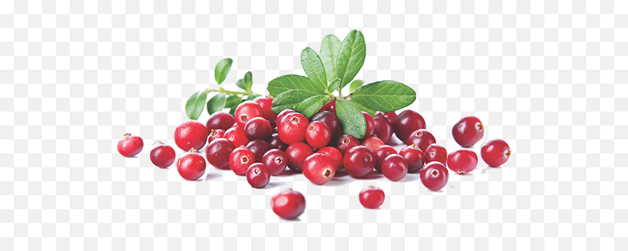 Cranberry Extract Benefits And Png