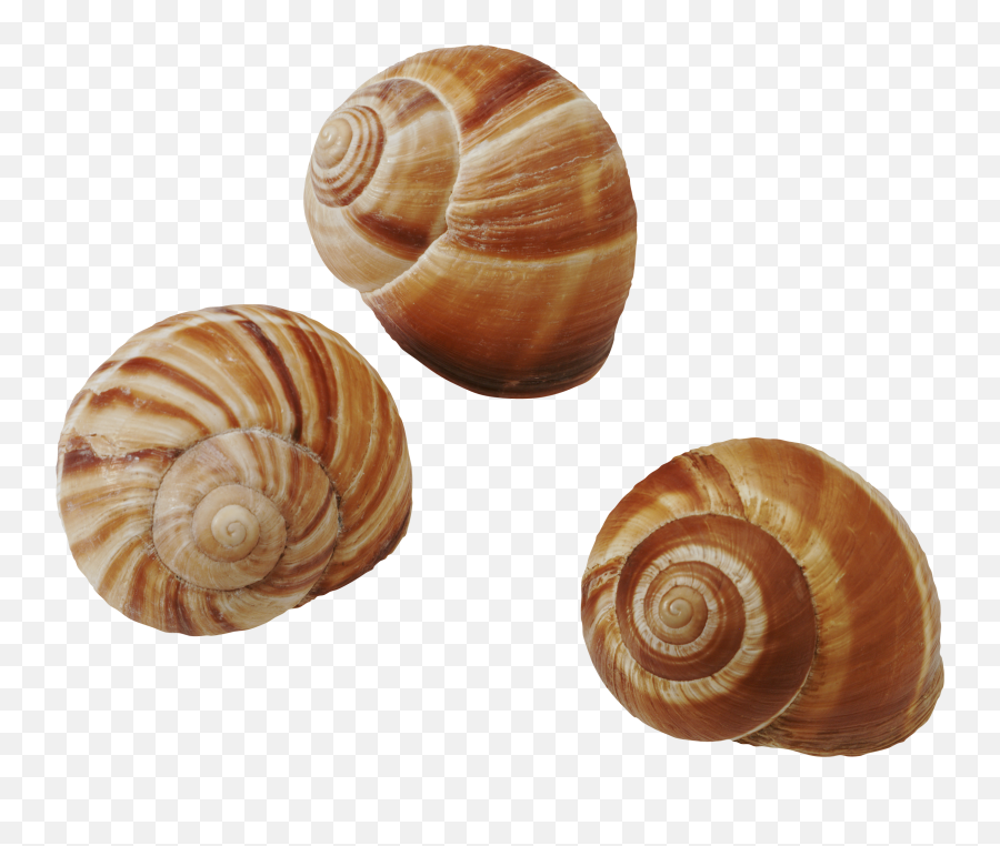 Periwinkle Snail Transparent - Snails Periwinkle Png,Snail Transparent