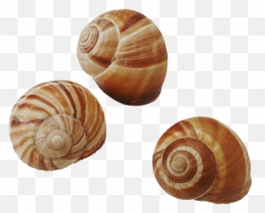 Periwinkle Snail Transparent - Snails Periwinkle Png,Snail Transparent