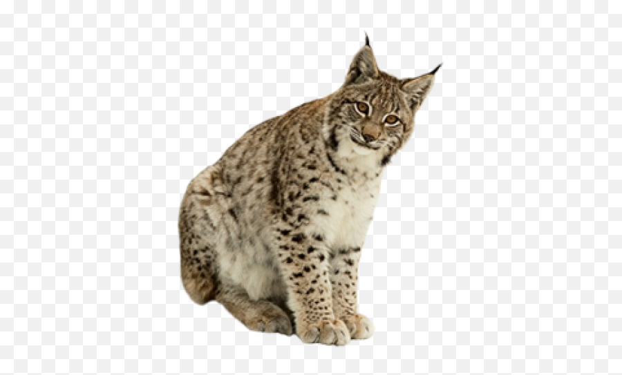 Download Free Png Lynx Image - Lynx Png,Lynx Png