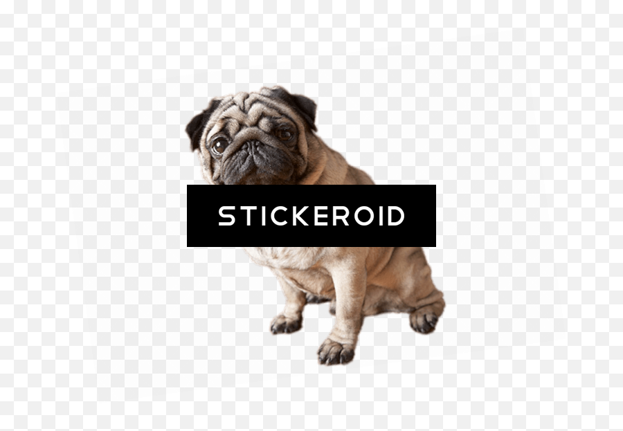 Pug Dog Hd Pic Download Tier3xyz - Pugs Png,Pug Png