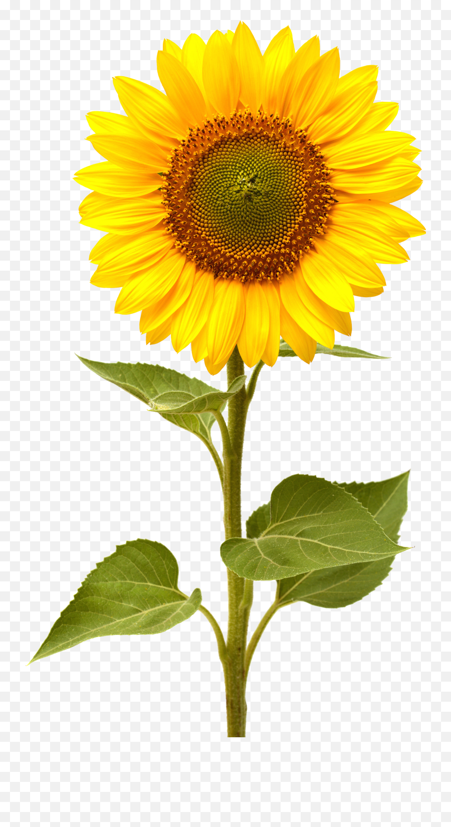 Sunflower High Quality Png - Sunflower Png,Sunflower Transparent Background