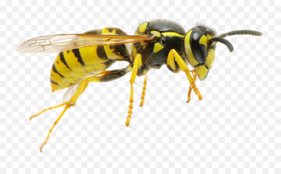 Wasp Png - Wasp Png,Hornet Png