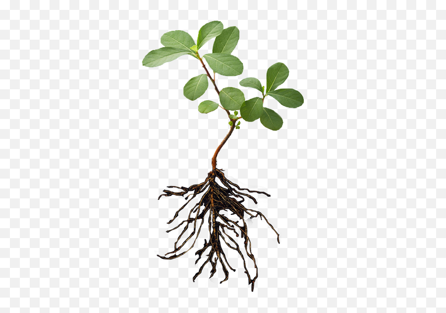 Download Plant With Roots Png - Plants With Roots Png,Roots Png