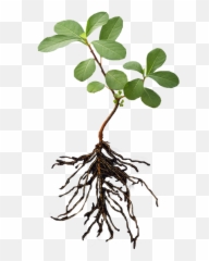 Download Plant With Roots Png - Plants