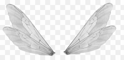 Black Wings Transparent PNG Image