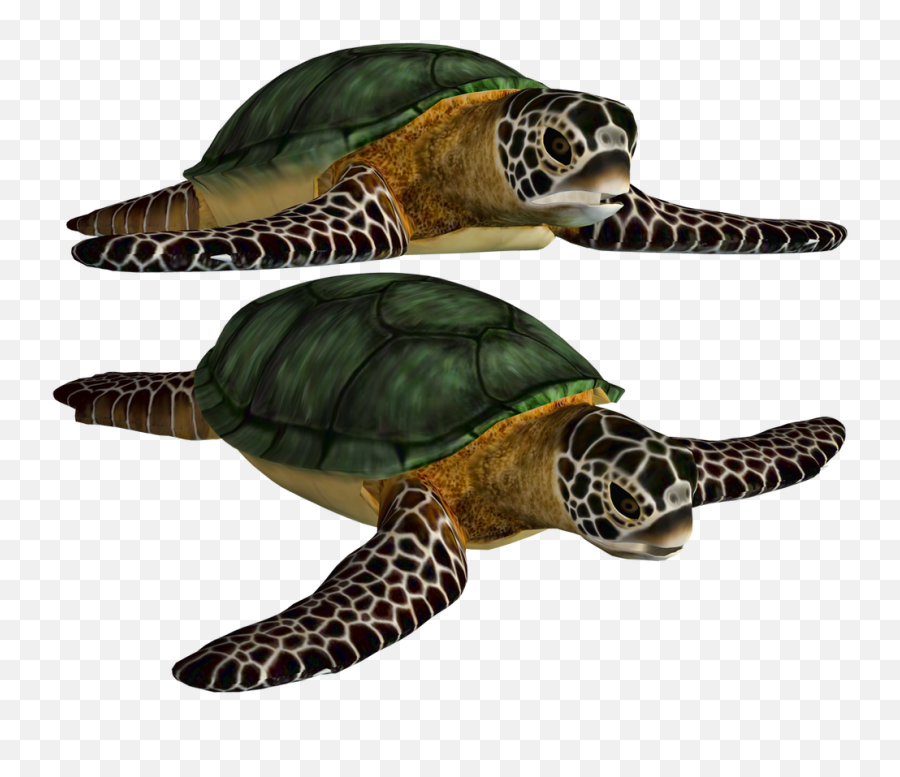 Download Turtle Free Png Transparent Image And Clipart - Sea Turtle Clipart Png,Turtle Transparent Background