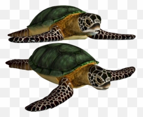 Download Turtle Free Png Transparent Image And Clipart - Sea Turtle Clipart Png