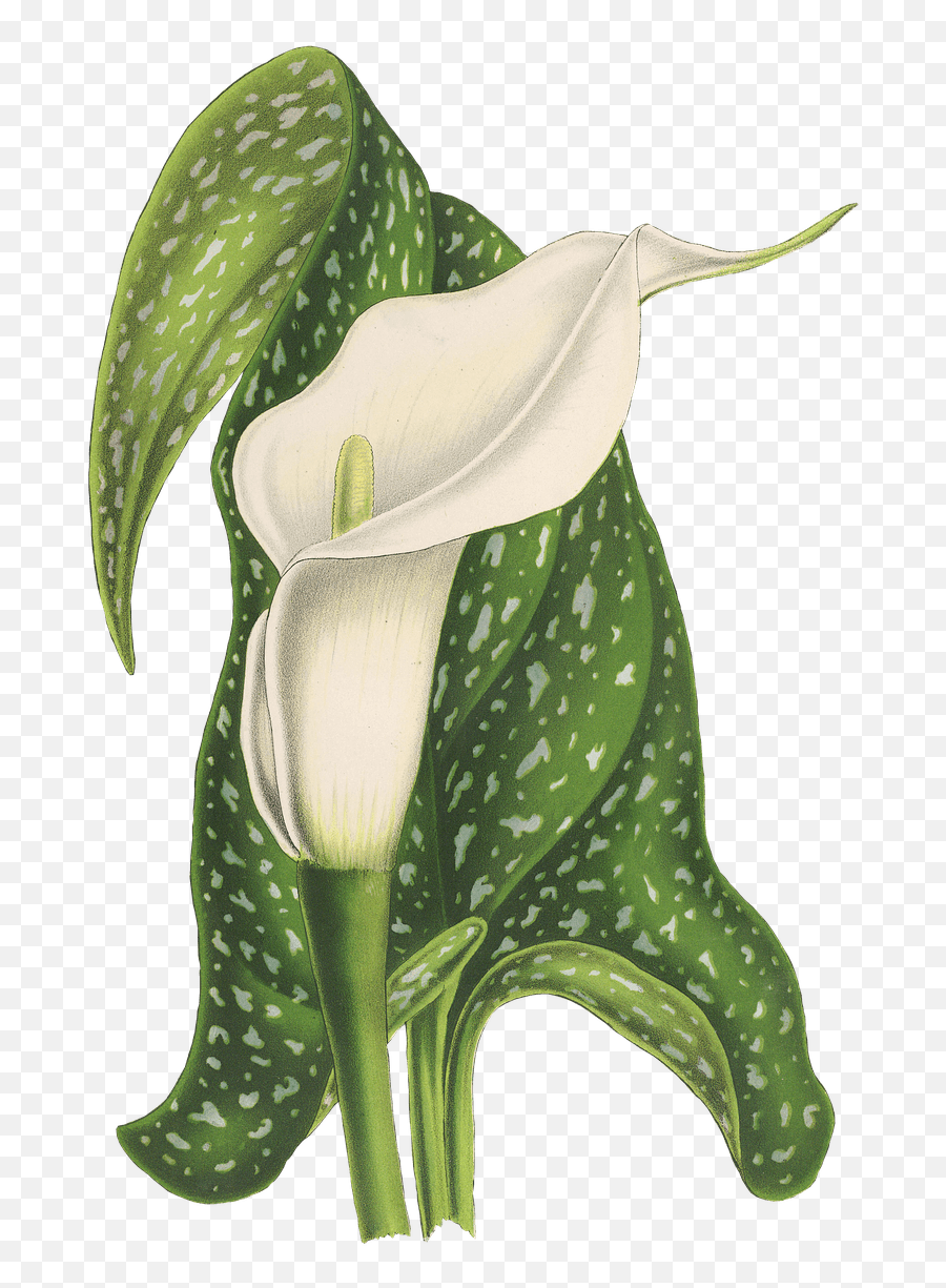 Calla Flower Drawing Transparent Png - Stickpng Calla Lily Wedding Invitations,Flower Drawing Png