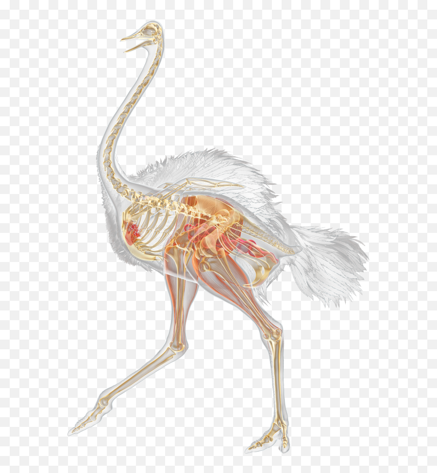 Download Facts For Kids Ostriches Running Dk Find - Ostrich Vestigial Structures Of An Ostrich Png,Ostrich Png