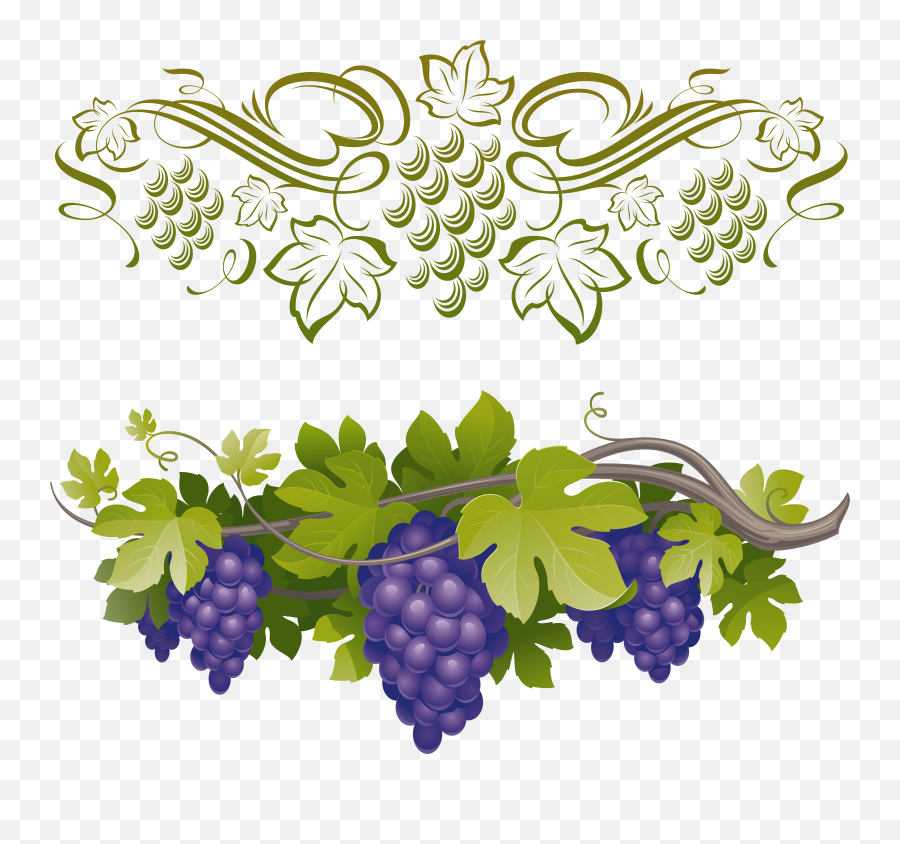 Grape Vine Vector Png - Szl Rajz Transparent Cartoon Grapes On A Vine,Grapes  Transparent Background - free transparent png images 