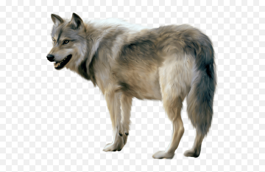 Wolves Transparent Png Images - Gray Wolf Png,Wolf Transparent Background