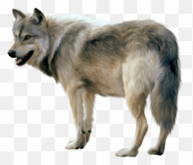 Wolves Transparent Png Images - Gray Wolf Png,Wolf Transparent Background