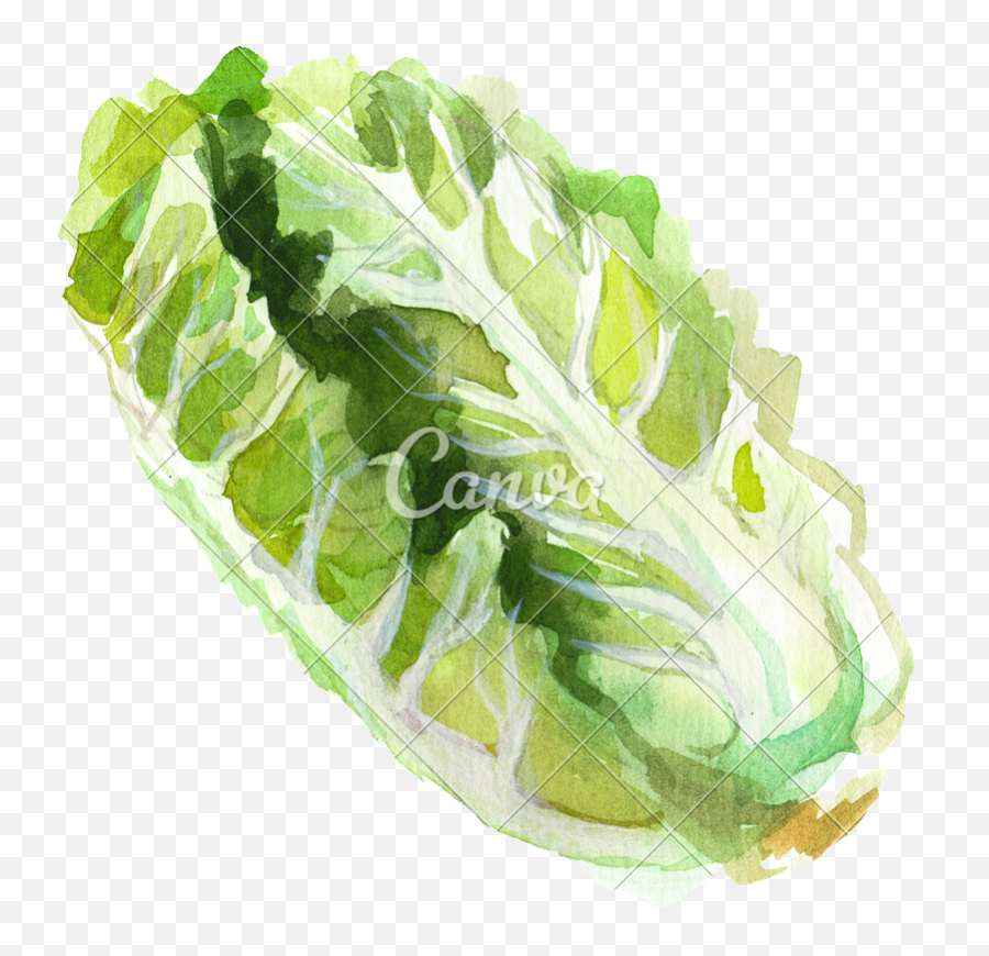 Download Cutout Watercolor Romaine Lettuce - Watercolor Romaine Lettuce Png,Romaine Lettuce Png
