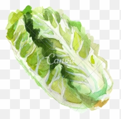 Download Cutout Watercolor Romaine Lettuce - Watercolor Romaine Lettuce Png,Romaine Lettuce Png