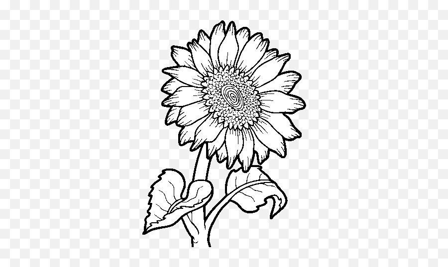 Sunflower Flower Coloring Page - Coloringcrewcom Sunflower Colorless Png,Girasol Png