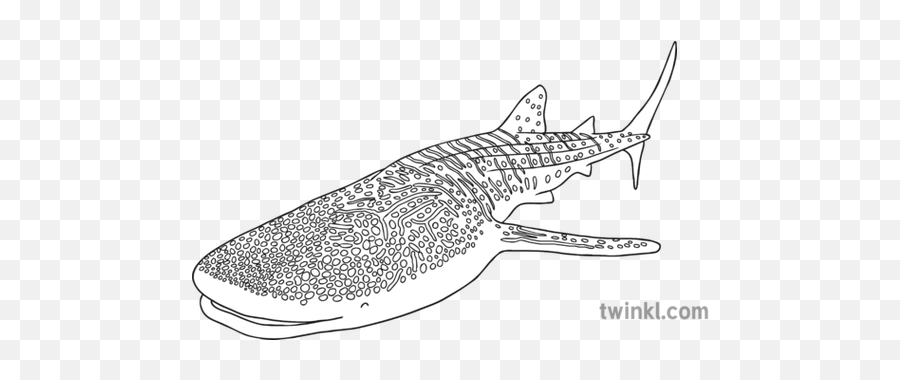 Whale Shark Black And White 1 - Whale Shark Png,Whale Shark Png