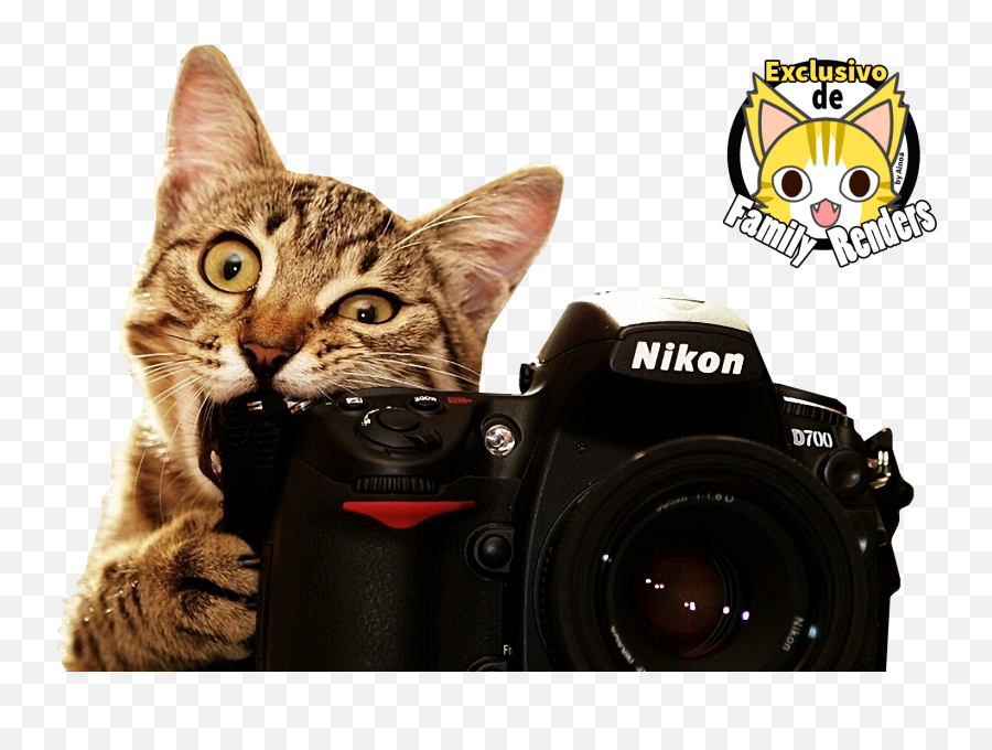 Png - Gato Mordiendo Camara Cute Cat With Camera,Camara Png
