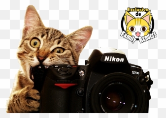 Png - Gato Mordiendo Camara Cute Cat With Camera