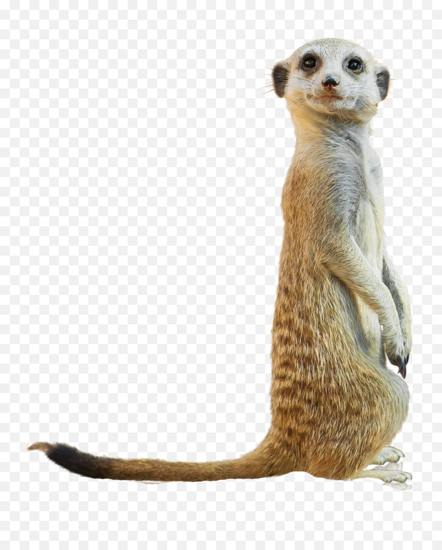Rec Type Meerkats - Printable Meerkat Coloring Page Png,Meerkat Png