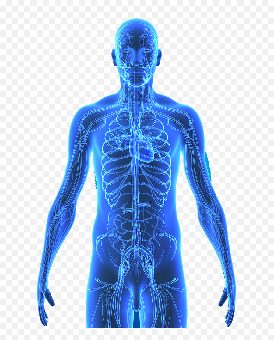Human s body. Синий человек анатомия. Человек медицина. Человек анатомия голубое.