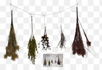 Download Hd Herbs Png - Dried Herbs 3d Model Free Dried Herbs Png,Herbs Png