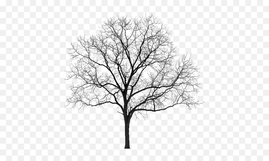 Pin By Chloe - Silhouette Winter Tree Png,Black And White Tree Png