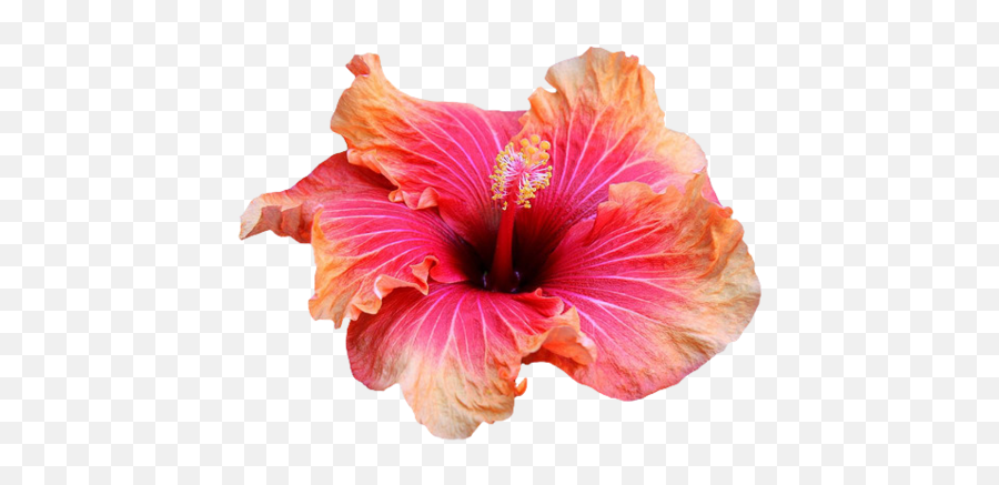 Chinese Hibiscus Png Images - Free Png Library Hibiscus Flower Png Transparent,Hawaiian Flowers Png