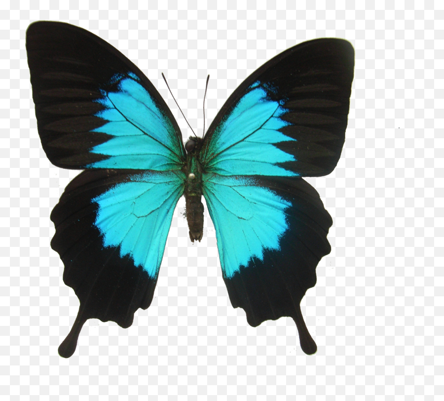 Butterfly Png Transparent Images Free Download Butterflies Background